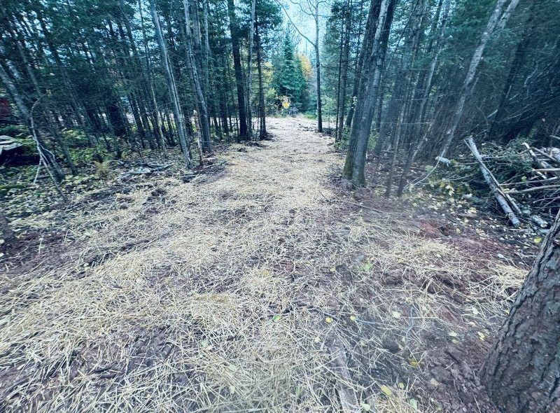 A path through a forest covered in dry grass and fallen leaves. Trees line both sides.