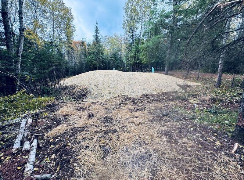 Dirt mound in a forest, with trees surrounding. Mulch and bare ground in the foreground.