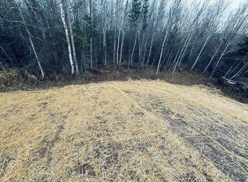 Dry grass field slopes towards a forest of birch trees under a cloudy sky.
