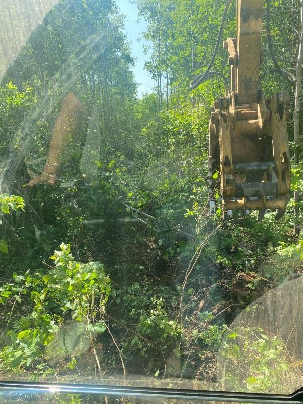 Excavator clearing vegetation. View through windshield of dense green trees.