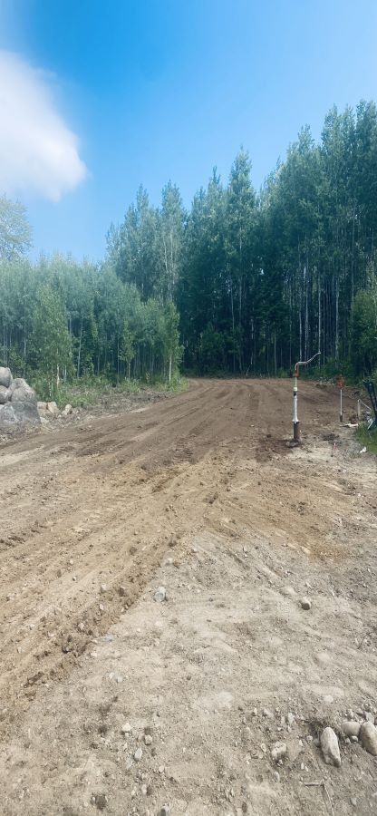 Dirt clearing in front of a forest on a bright, sunny day.