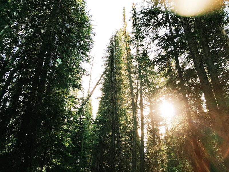 Sunlight streams through the gaps between tall evergreen trees in a dense forest.