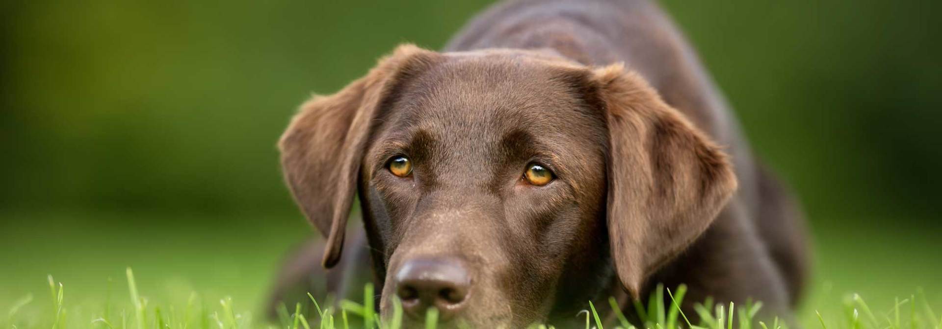 Boarding Overnight Luxury Playcare for Dogs in Prosper TX