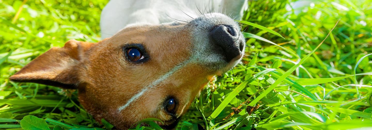 About Prosper Dog Resort Dog haven in prosper texas