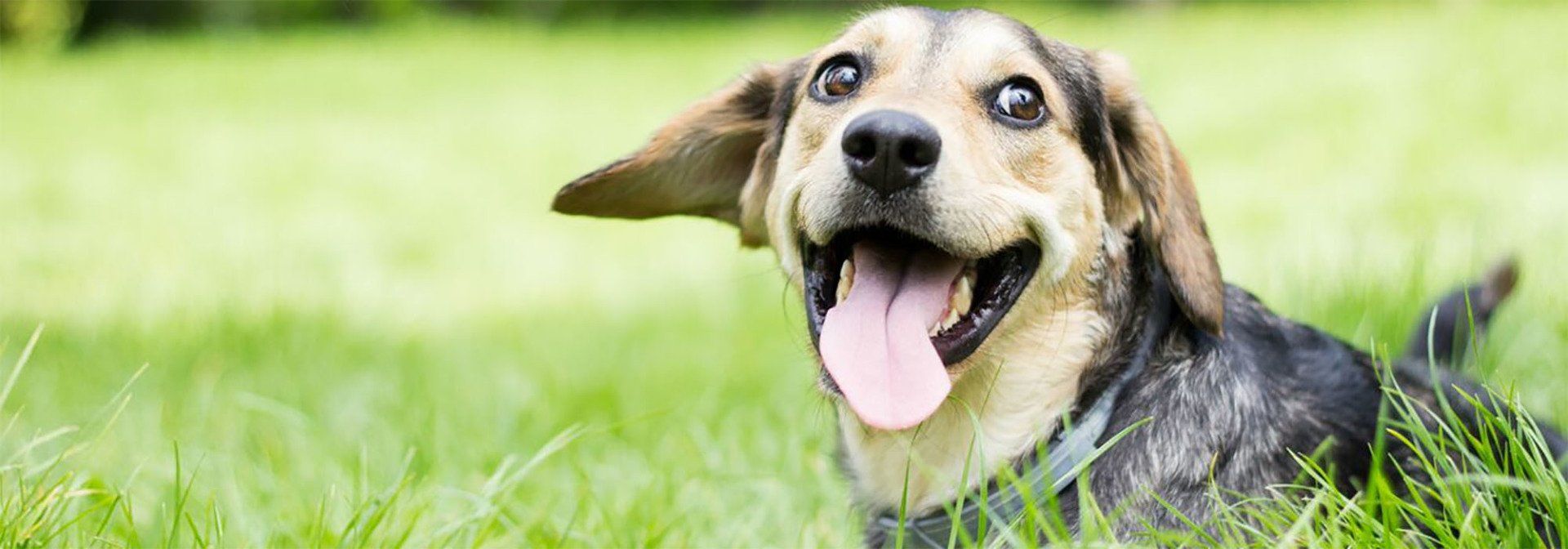 Boarding Overnight Luxury Playcare for Dogs in Prosper TX