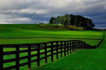 Herd of cattle grazing — Shepherdsville, KY — Schmidt Fencing