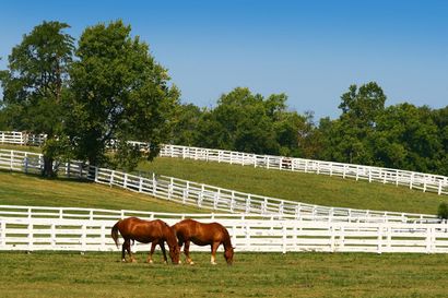 Two horses grazing — Shepherdsville, KY — Schmidt Fencing