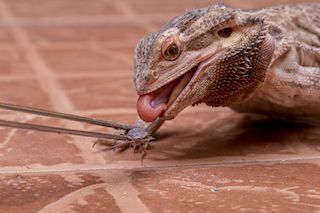 Medium and large Dubia roaches for juvenile and adult beardies