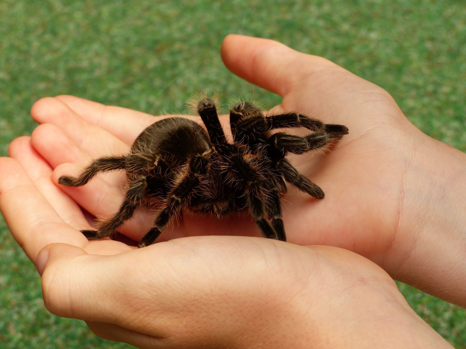 Dubia roaches as feeder insects for tarantulas