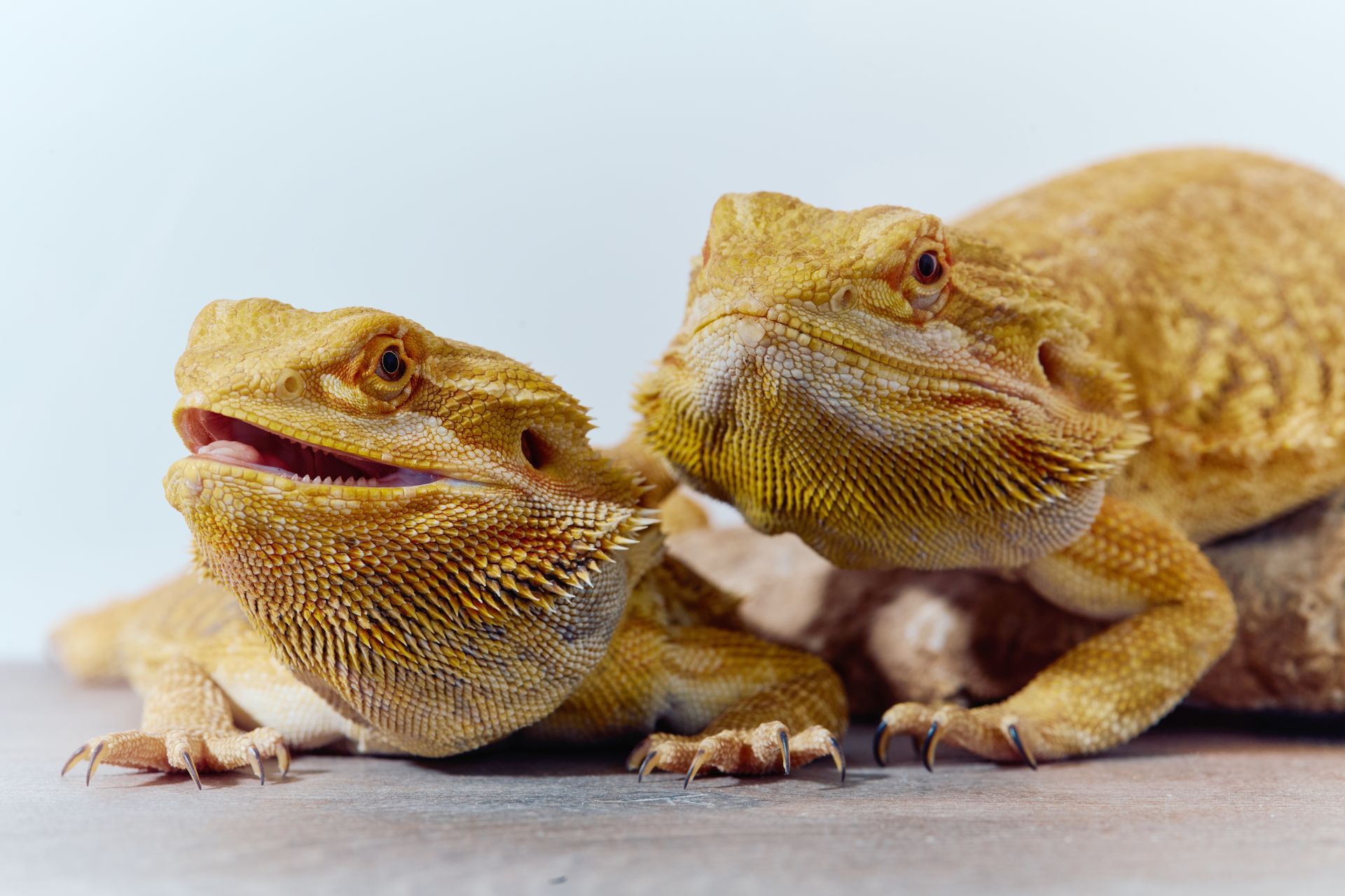 Two bearded dragons are sitting next to each other on a table.