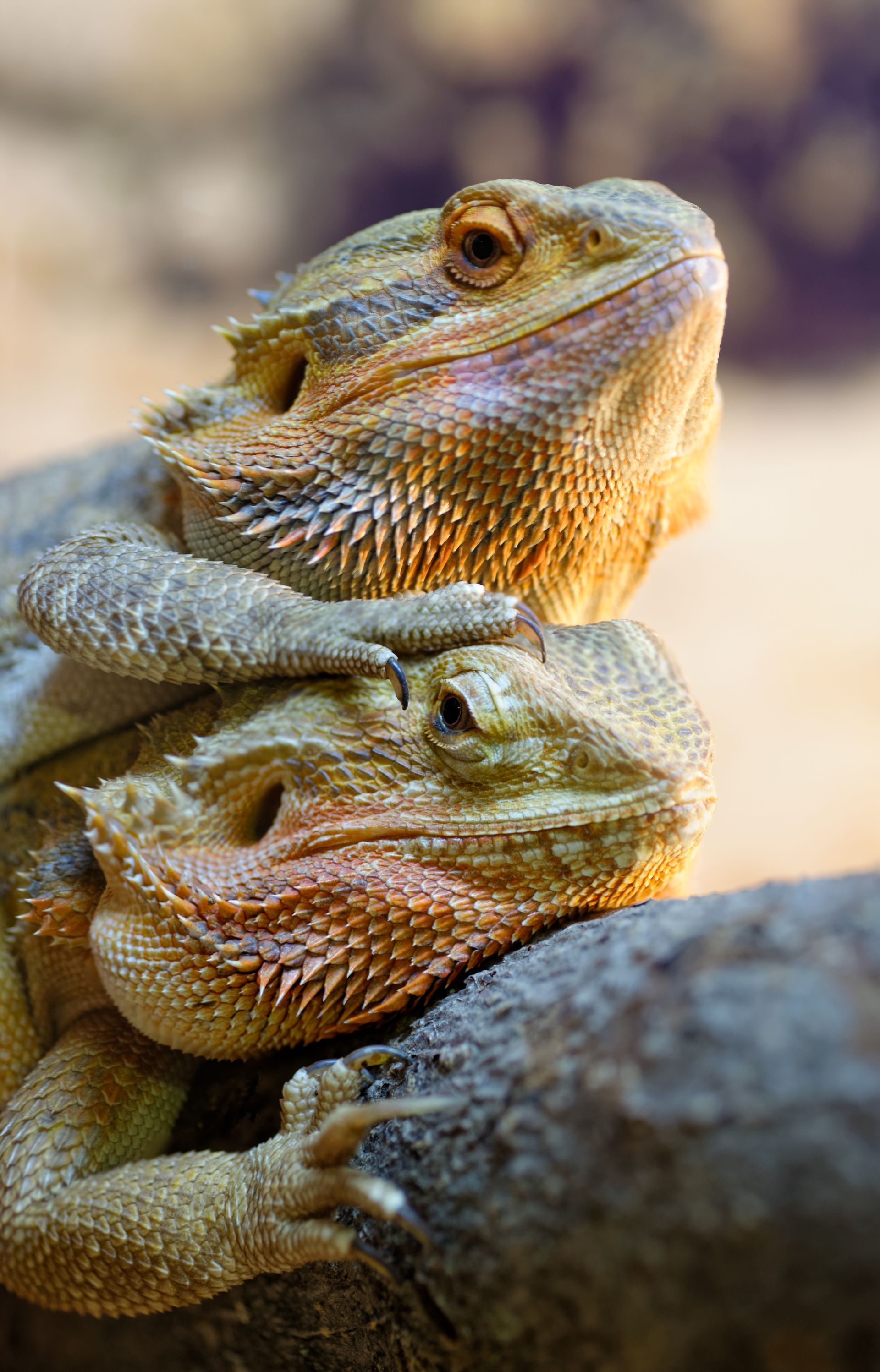 Dubia roaches for bearded dragons from Benny Boys Bugs