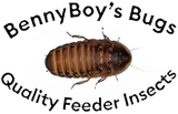 Benny Boys Bugs logo
