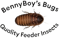 Benny Boys Bugs logo
