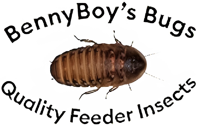 Benny Boys Bugs logo
