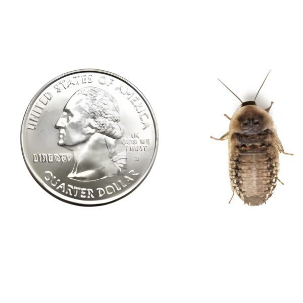 Size Comparison of Medium Dubia Roaches