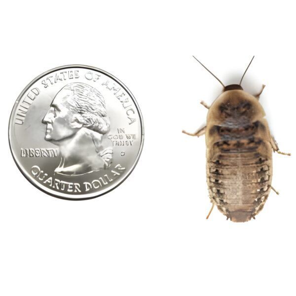 A quarter dollar next to a cockroach on a white background