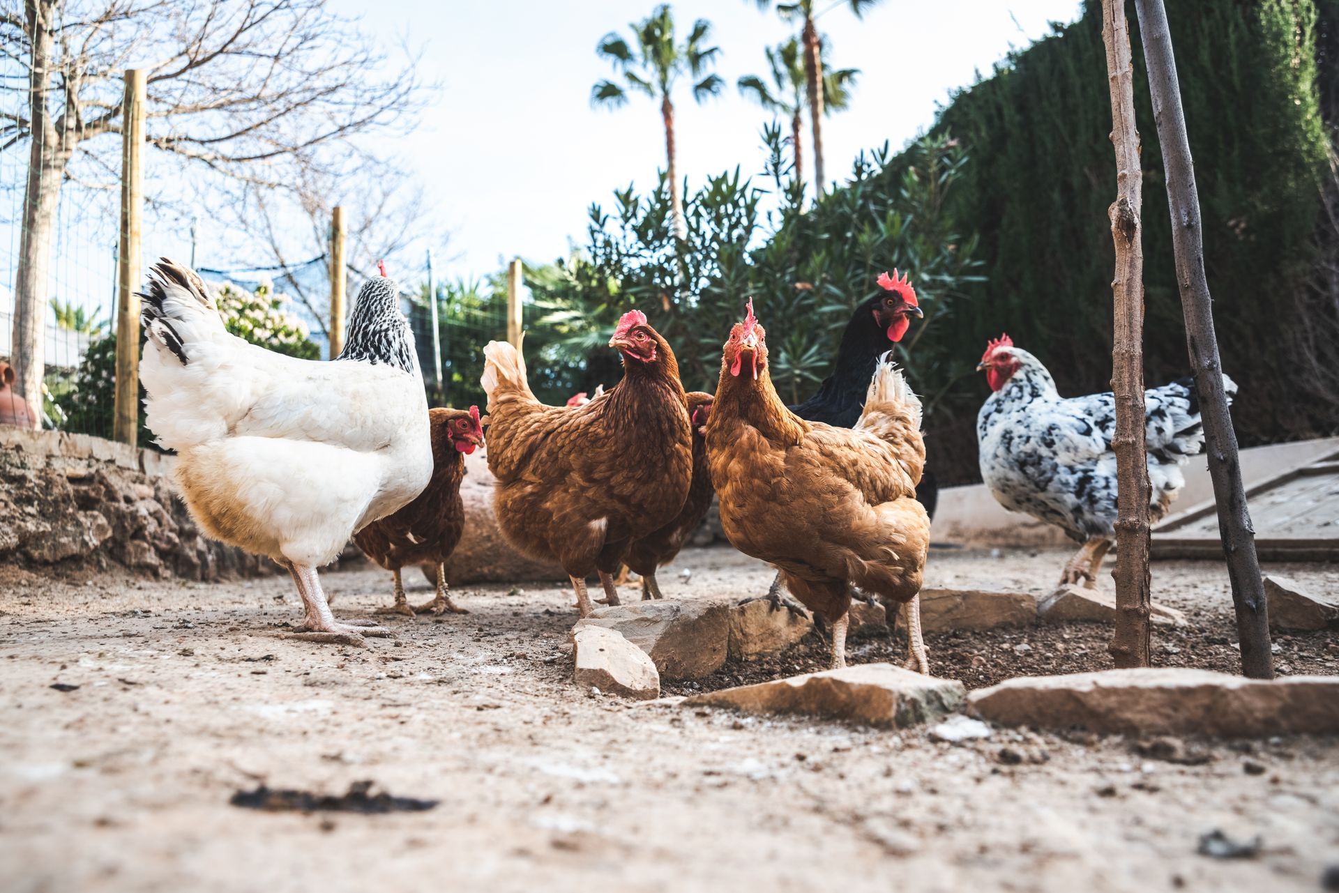 Benny Boys Bugs Dubia roaches for chicken nutrition