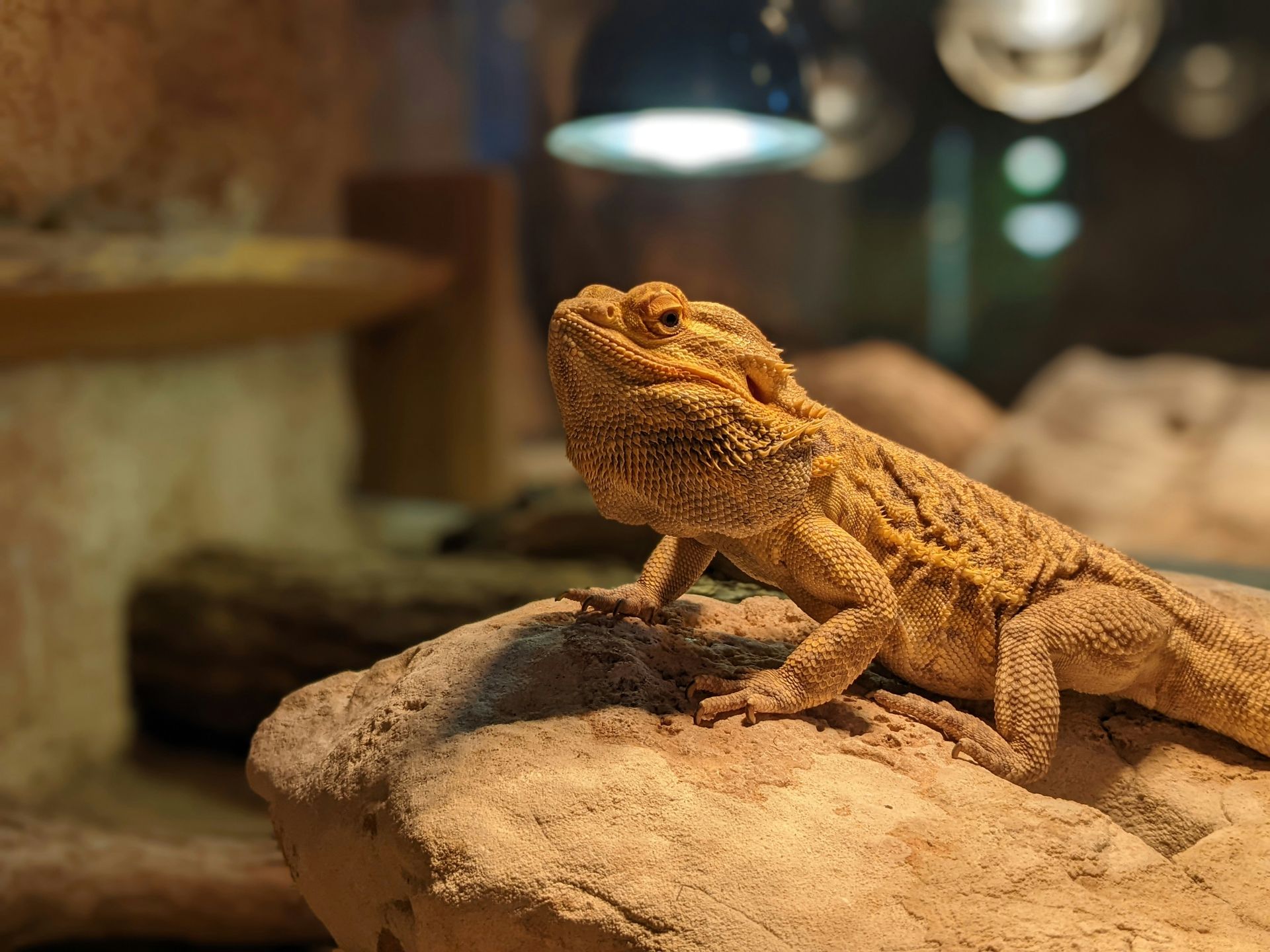 A  bearded dragon lizard is sitting on a rock under a lamp.