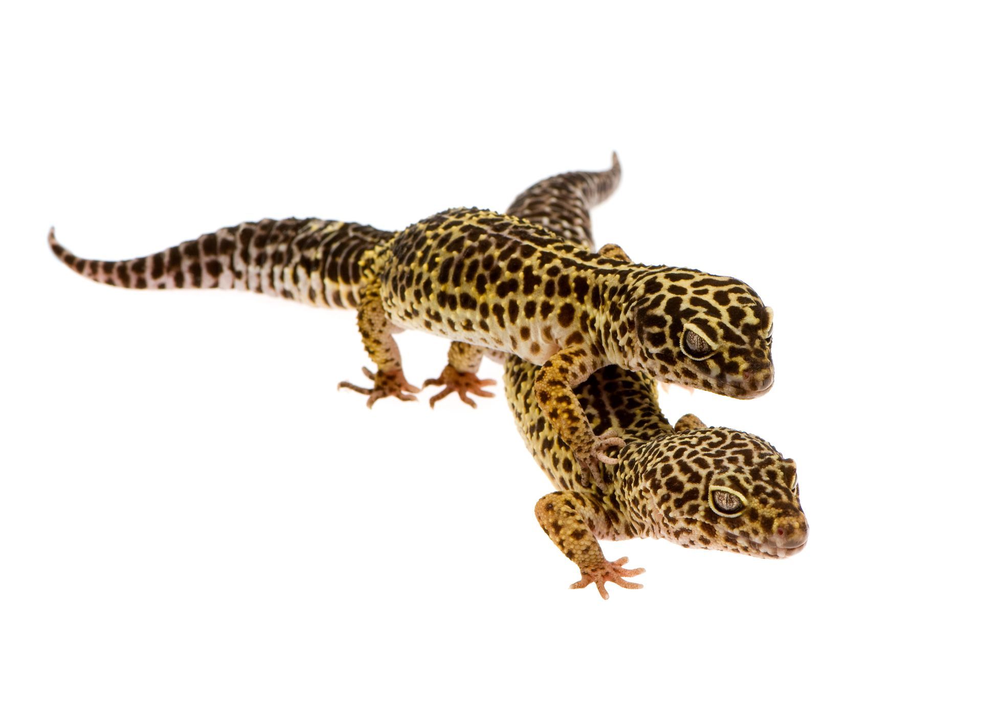  Medium Live Dubia Roaches for Geckos