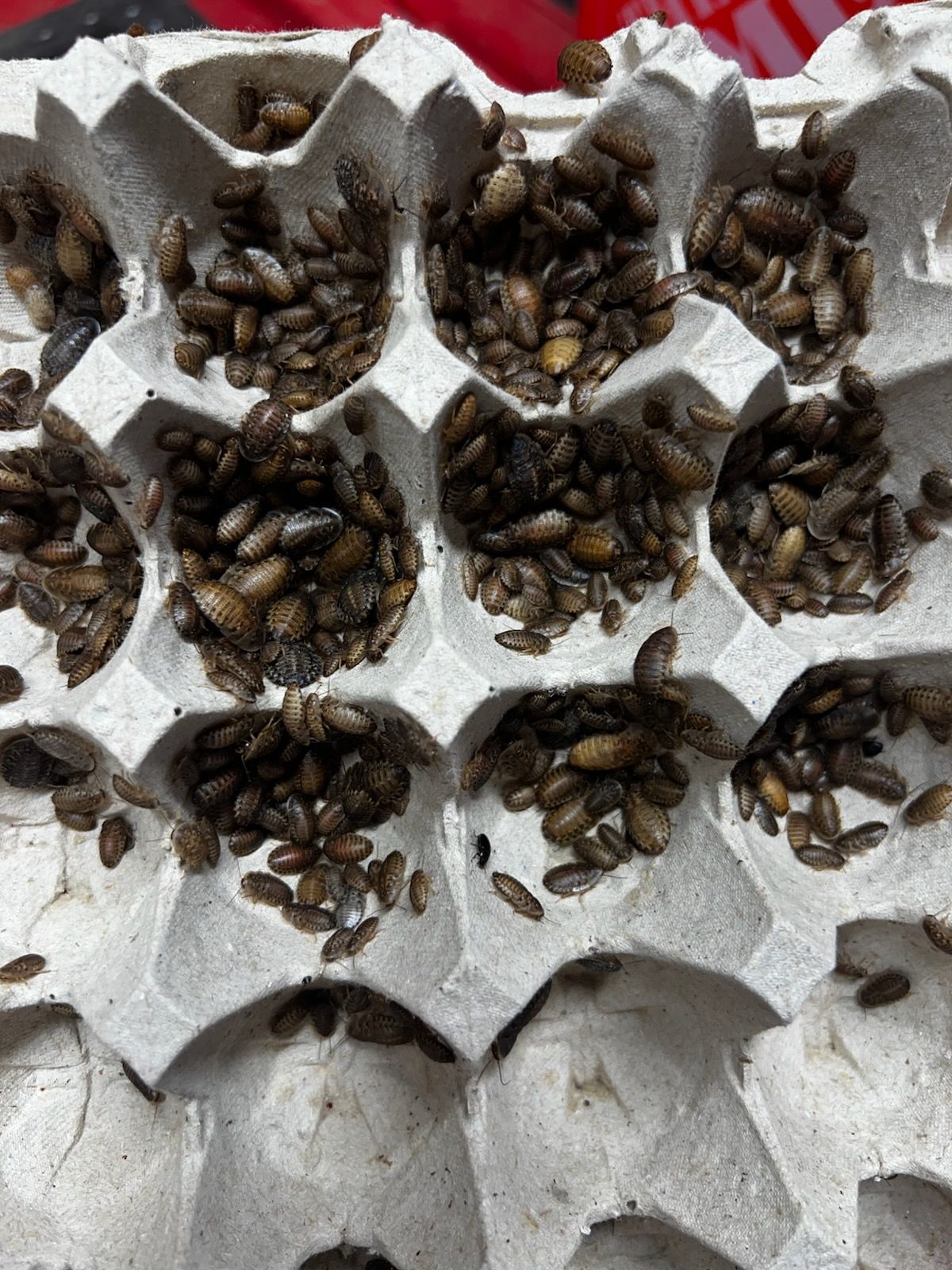 Ventilated bins housing healthy Dubia roaches