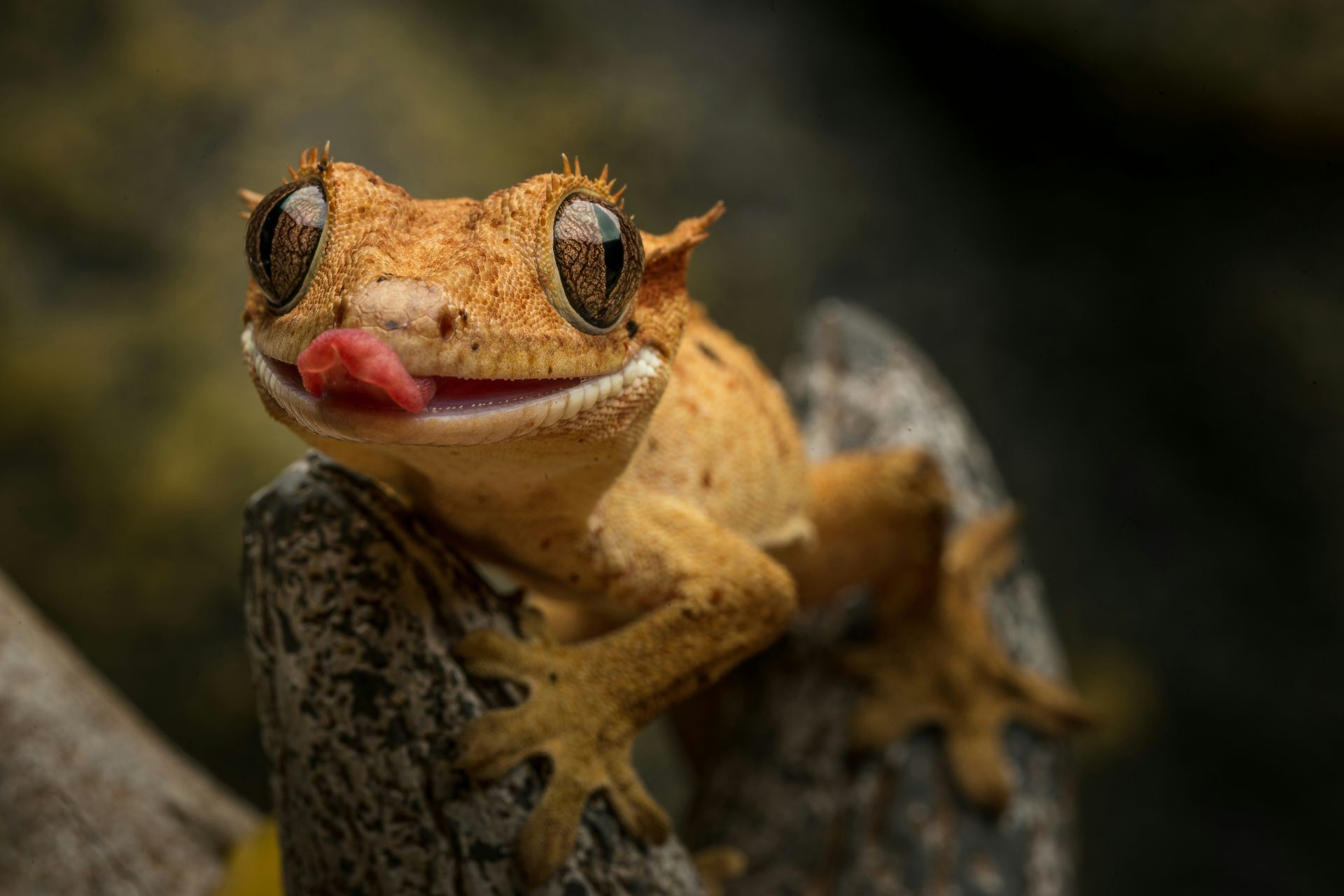A leopard gecko clinging to a tree branch with its eyes wide and the tonge out.