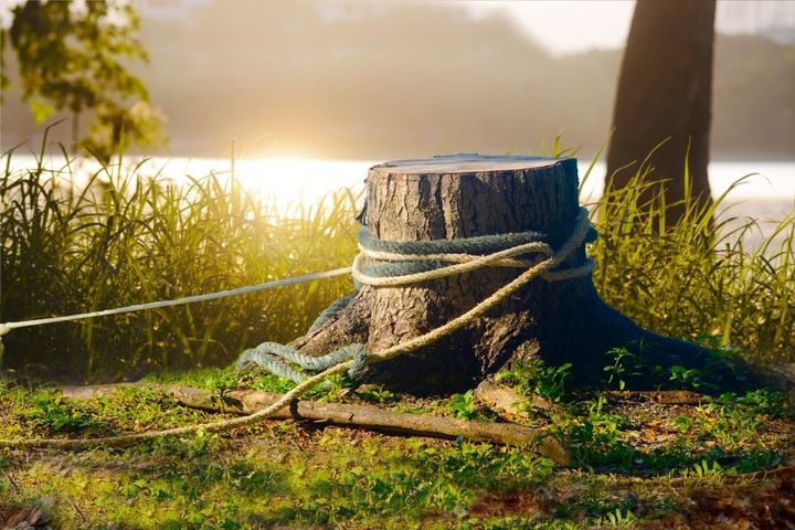 Tree stump with rope in a grassy lakeside area at sunset