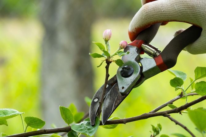 Gardener’s pruning shears cutting a branch with pink buds and green leaves in a garden