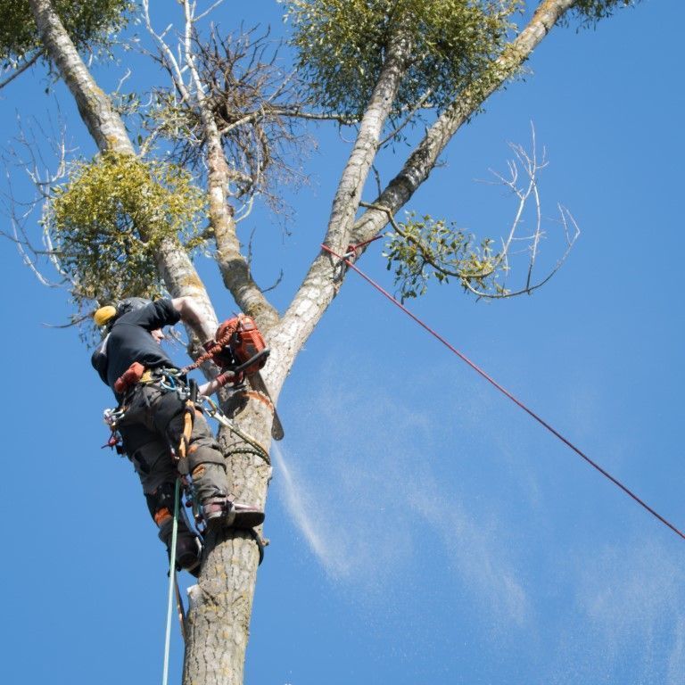 Two arborists in safety gear climbing a tall tree against a blue sky