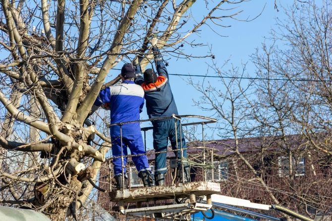 Two workers trimming tree branches from a raised platform outdoors