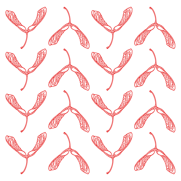A grid of red maple seeds on a white background