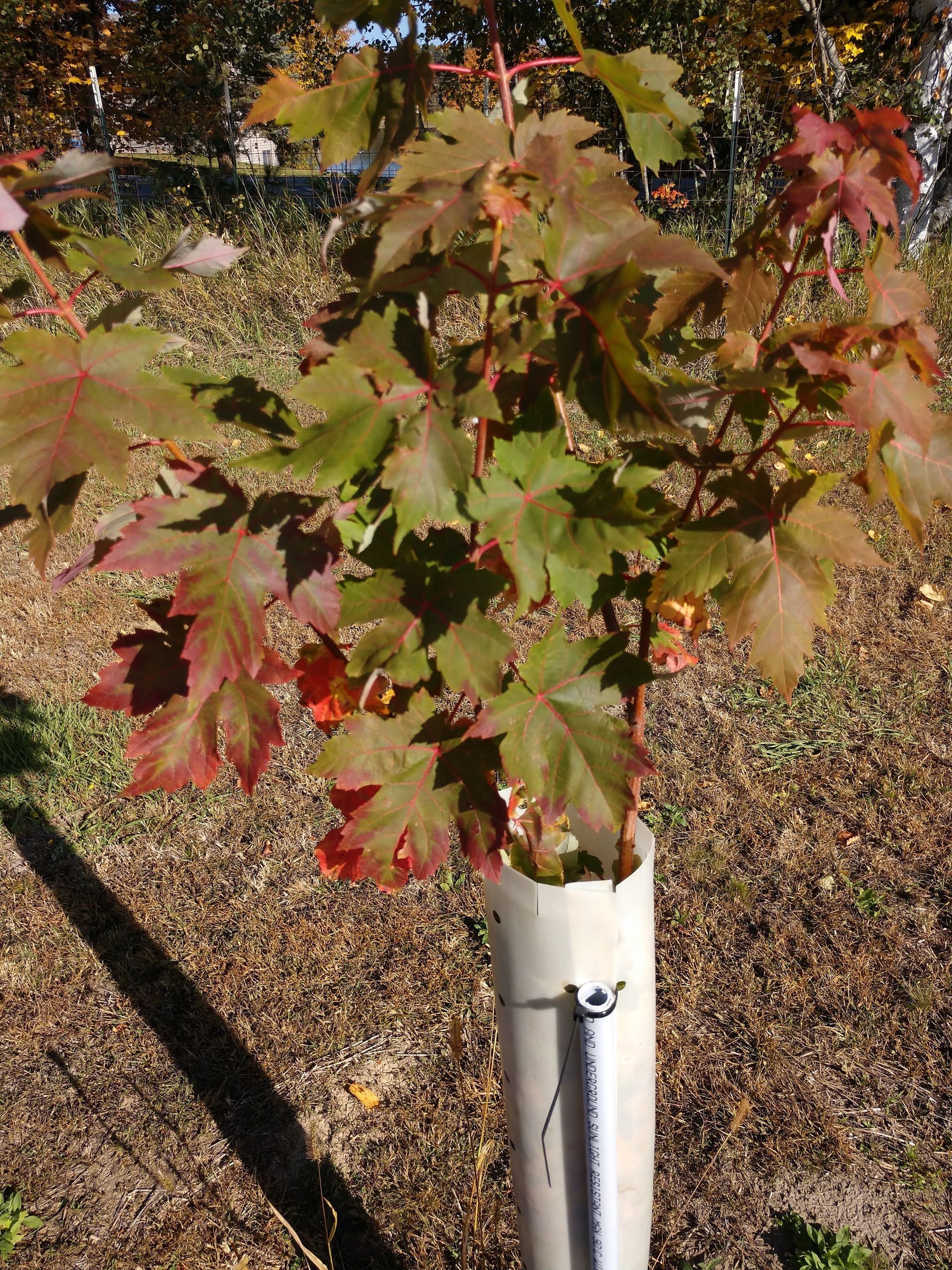 A small tree is growing out of a white pipe