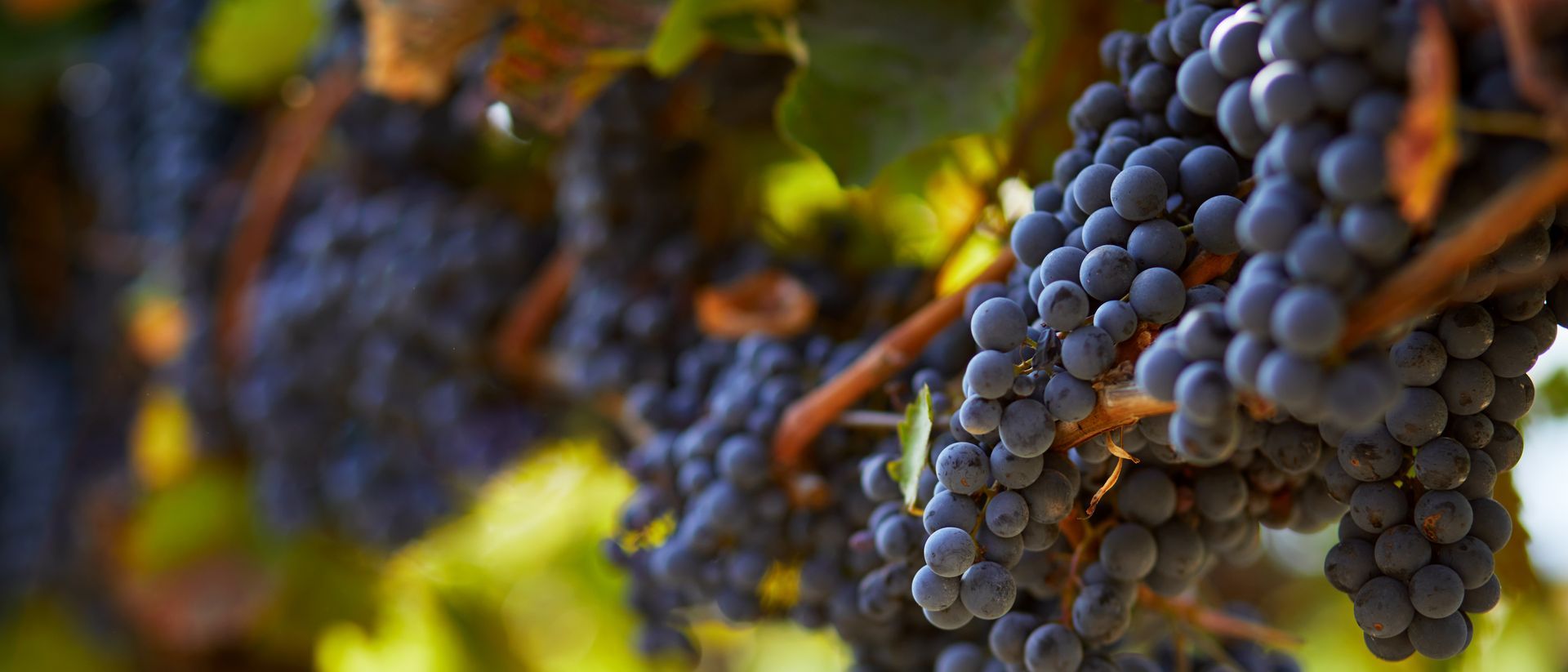 A bunch of grapes hanging from a vine in a vineyard.