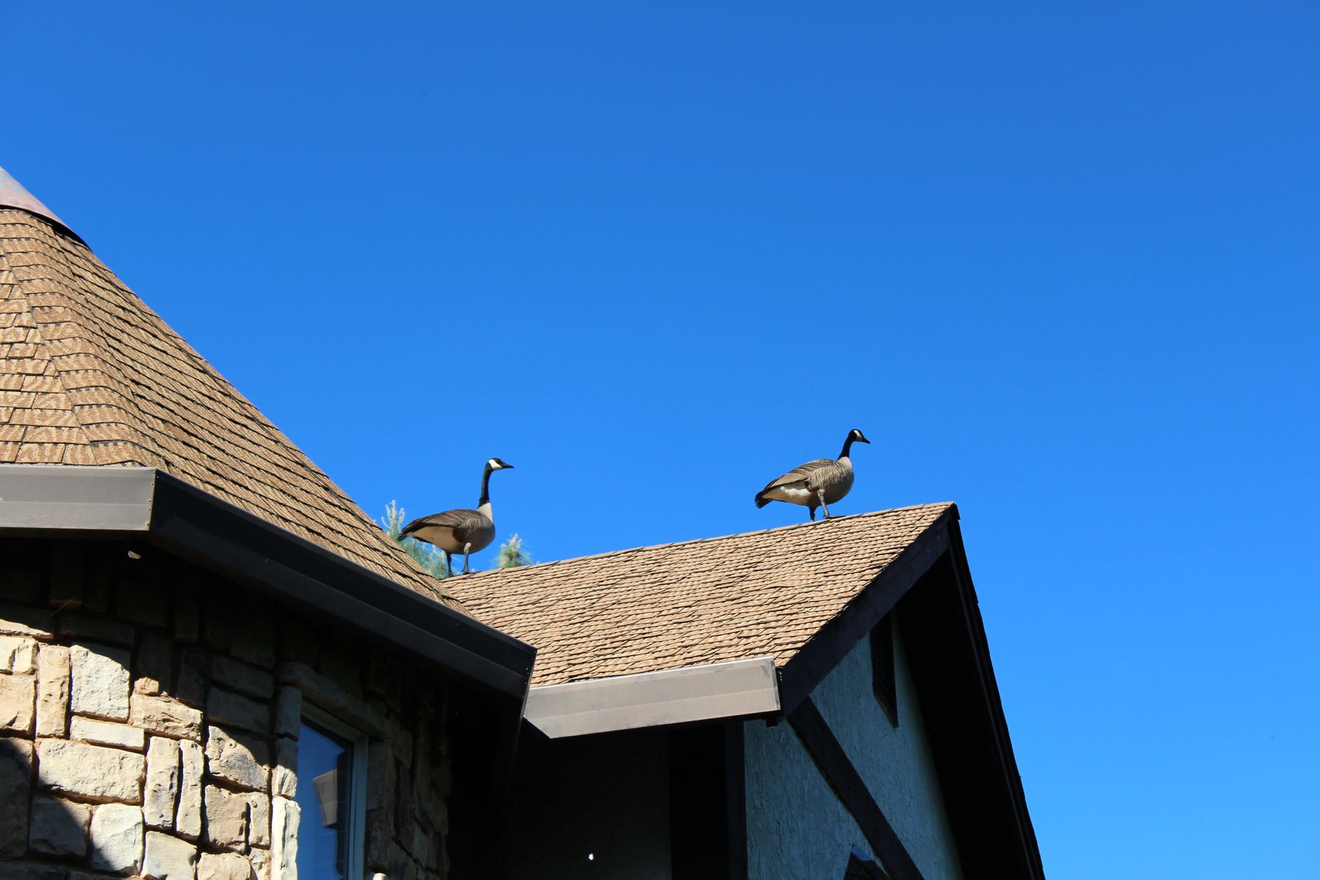 Two geese are standing on the roof of a house