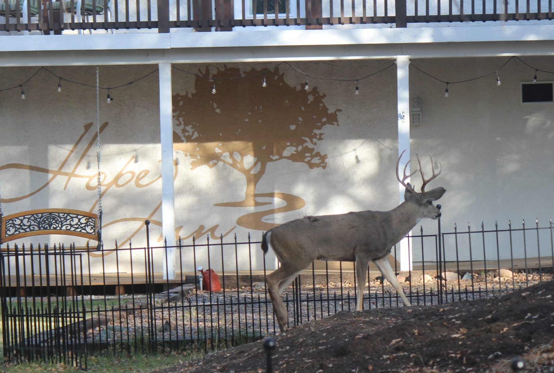 A deer walking in front of a house with the word hope on the wall