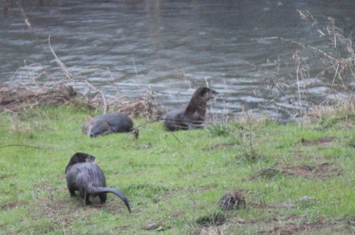 Three otters are standing in the grass near a body of water.