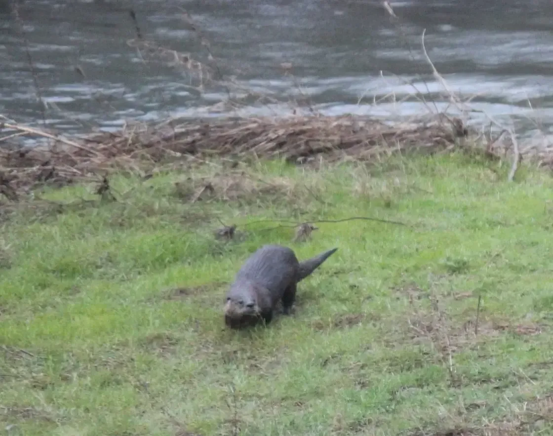 An otter is walking in the grass near a body of water.
