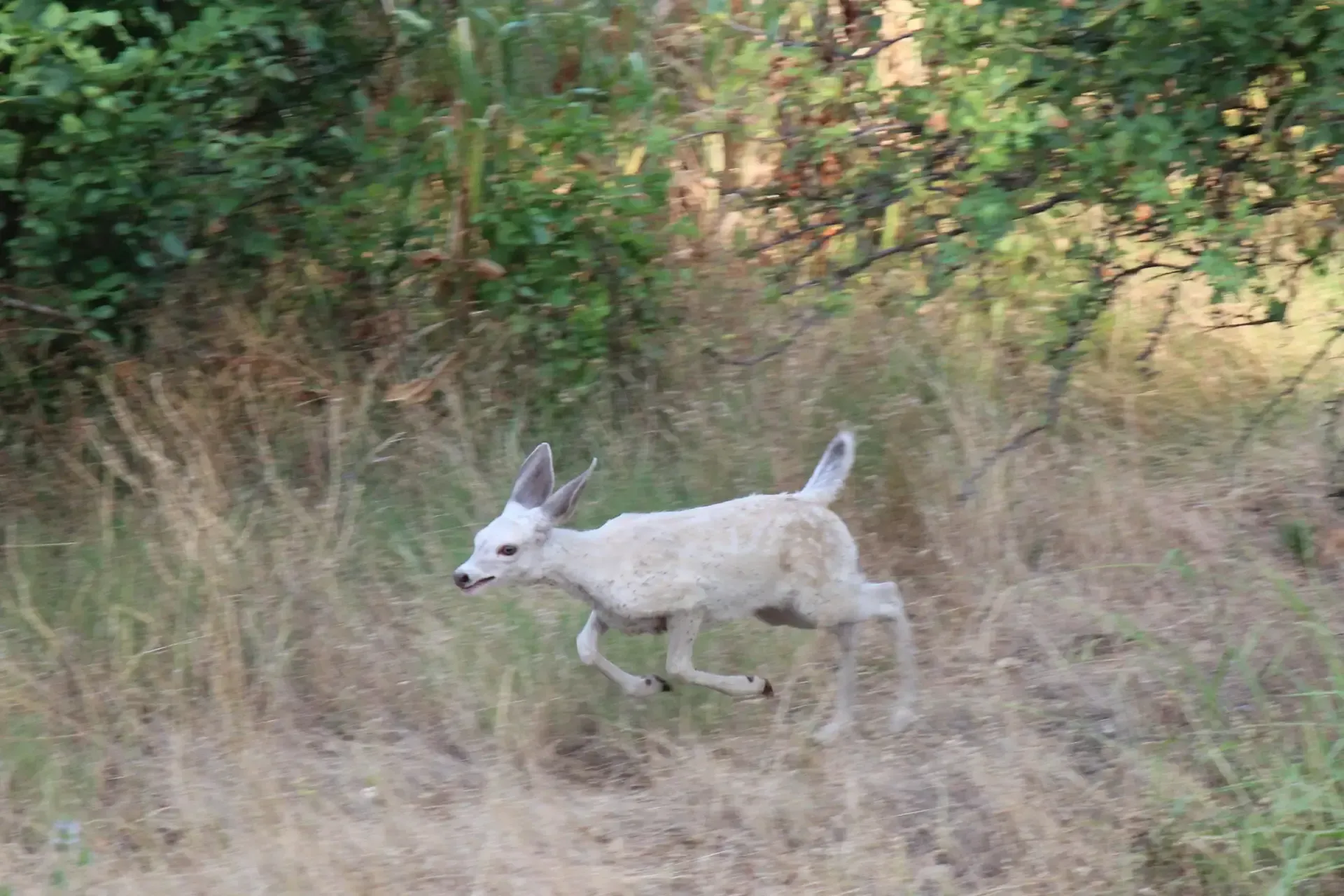 A white deer is running through a field of tall grass.