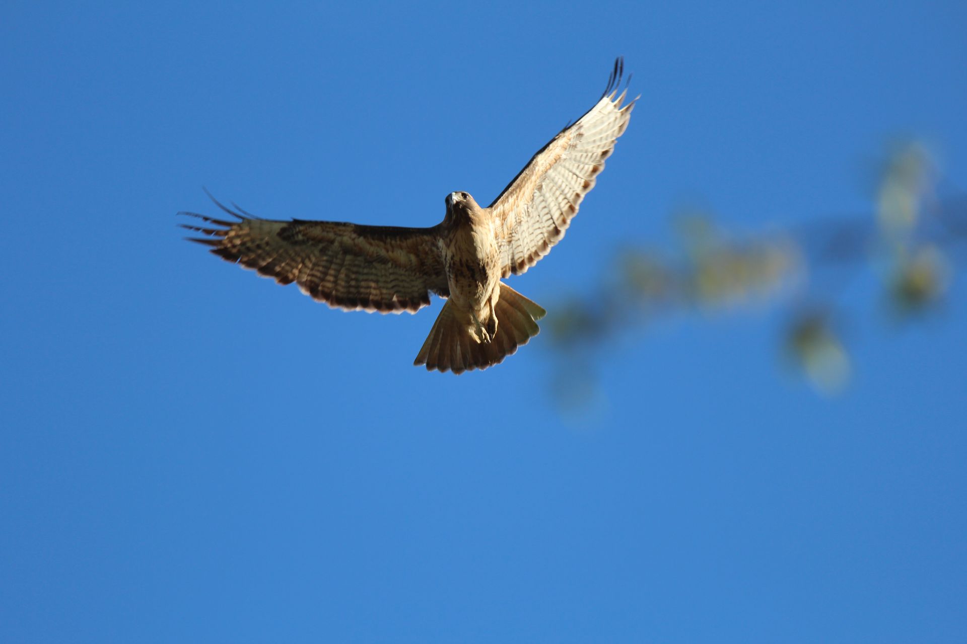 A bird is flying through a blue sky.