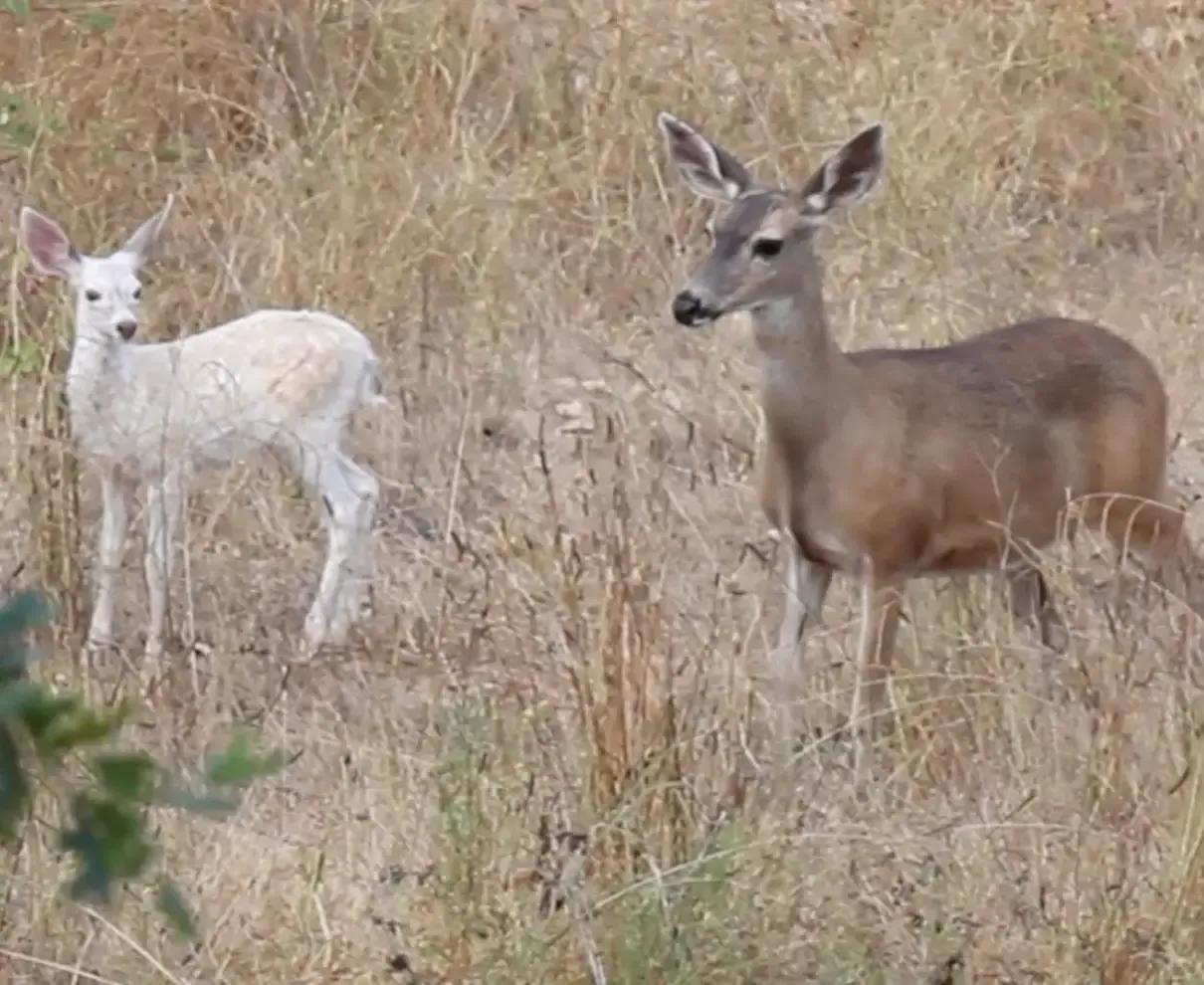 Two white deer standing next to each other in a field.