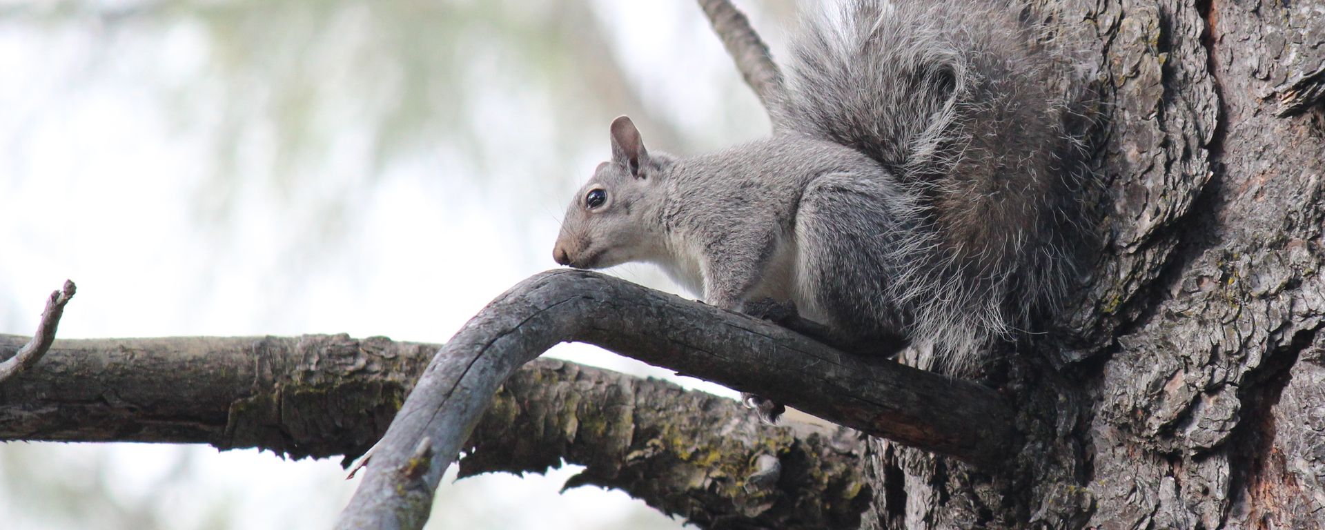 A squirrel is sitting on a tree branch.