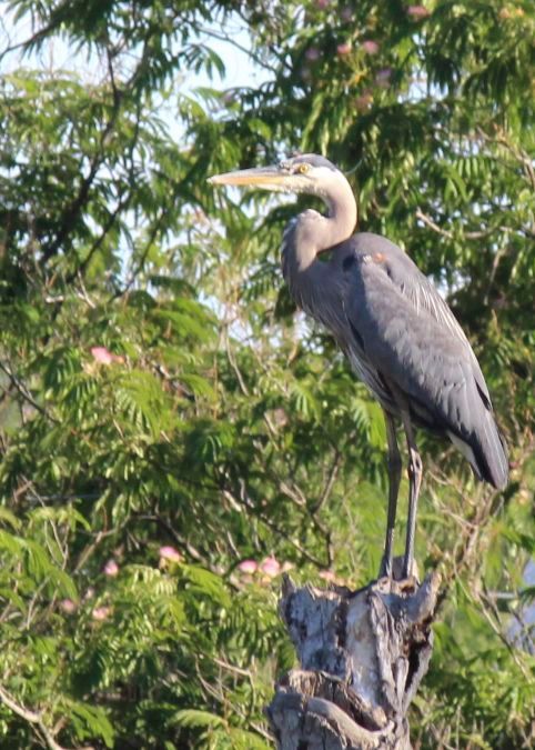 A bird with a long beak is perched on a tree branch.