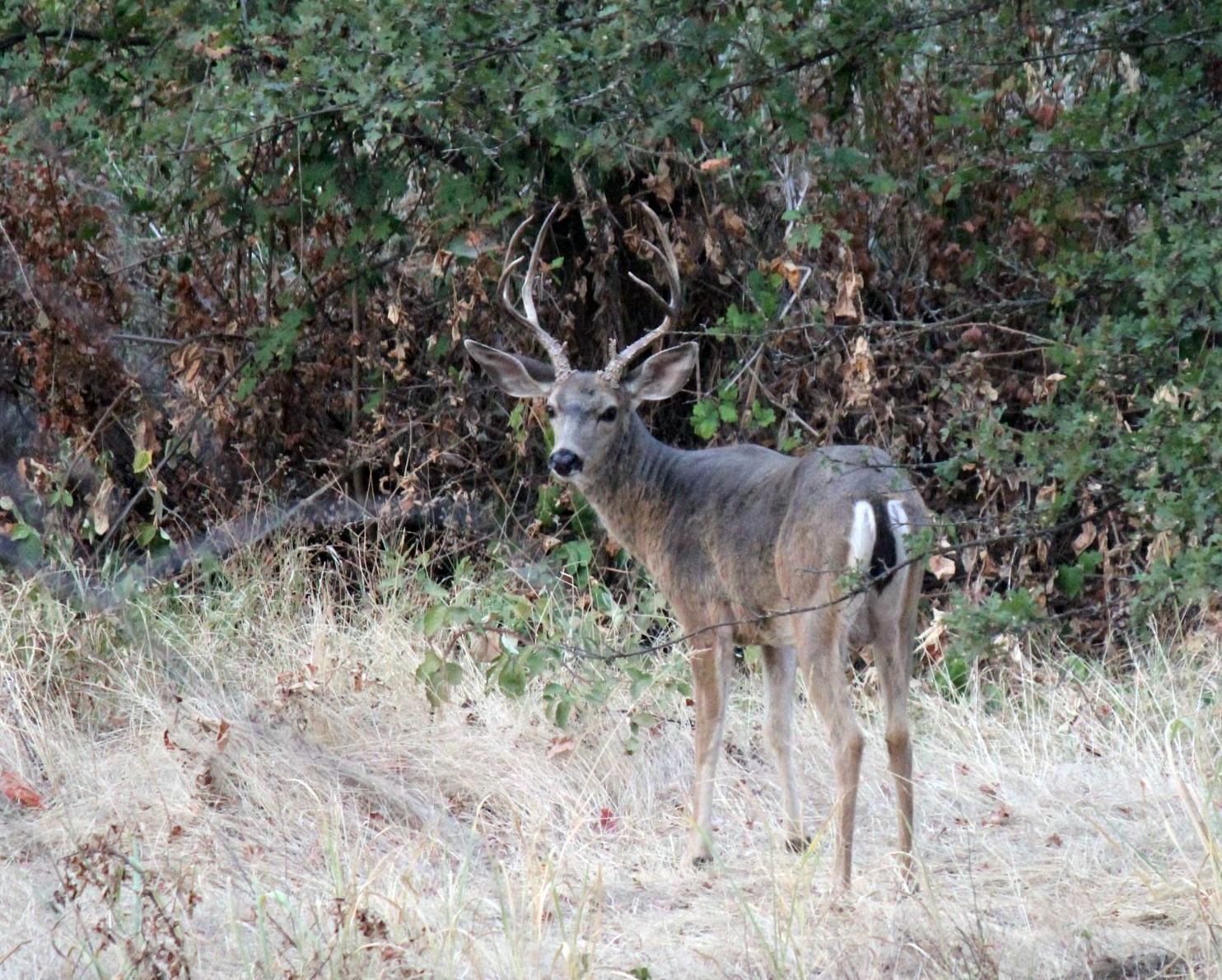 A deer is standing in a field with trees in the background.