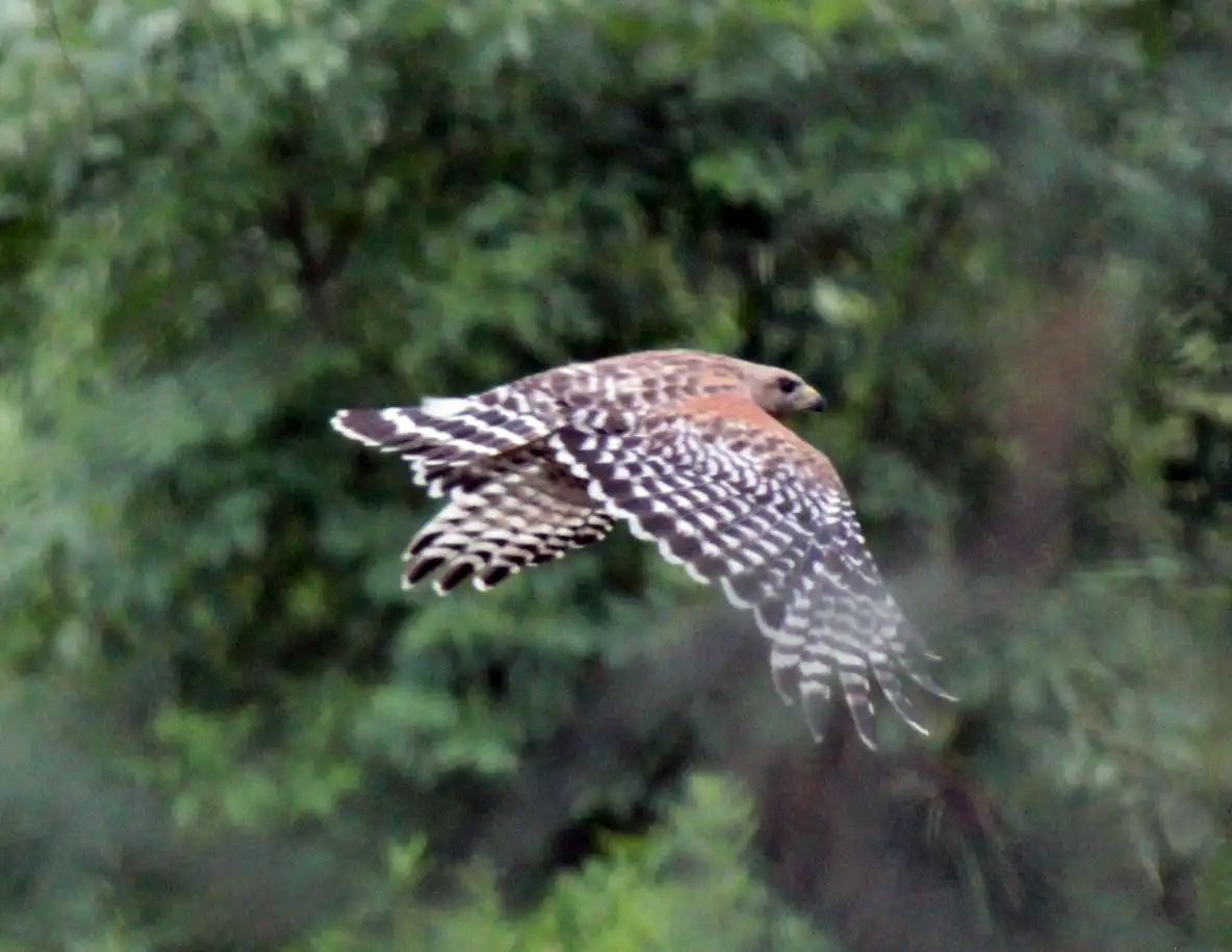 A bird is flying through the air with trees in the background