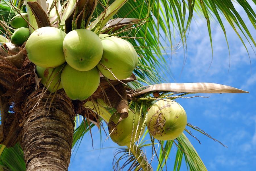 A Bunch Of Green Coconuts Hanging From A Palm Tree - Tree Services in Townsville, QLD