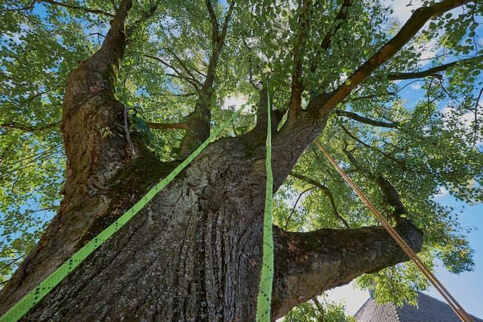 Tree With A Green Strap Around It - Arborist in Bowen, QLD 