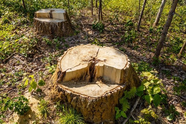 Isolated Tree Stump Amidst The Lush Townsville Forest Landscape in Townsville, QLD