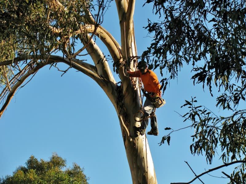A Man in an Orange Shirt Ascends a Tree With Precision for Tree Change NQ - Arborist in Townsville, QLD