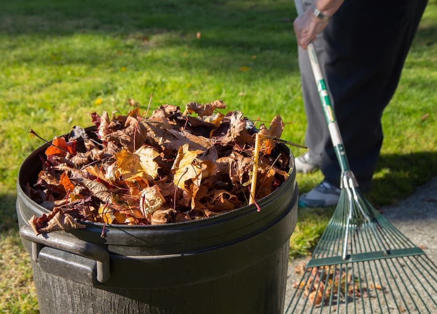 Efficiently Managing Fallen Leaves in a Waste Bin - Arborist in Bowen, QLD