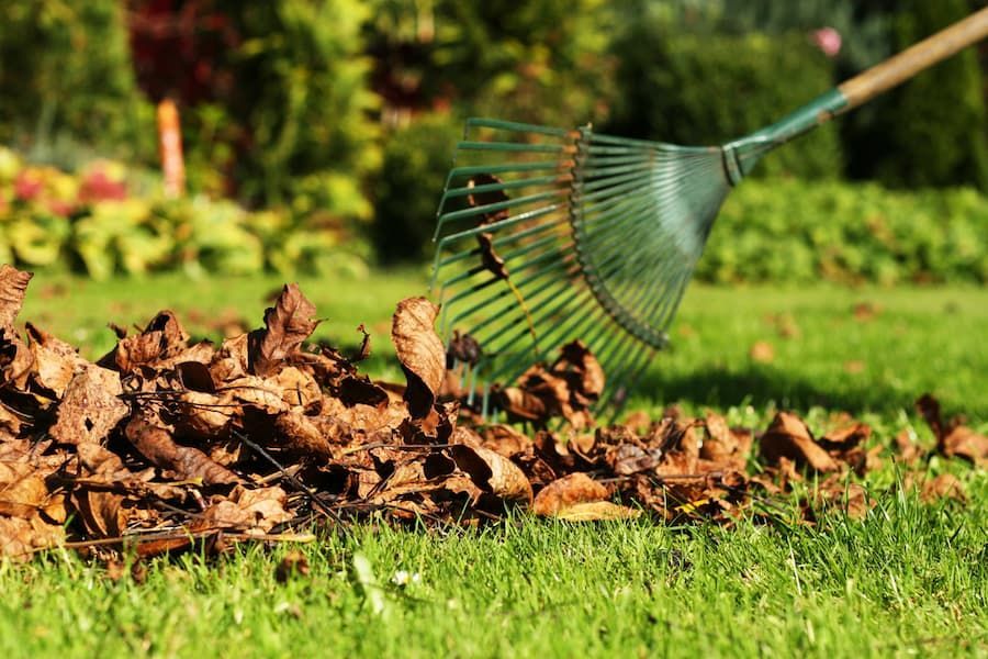 A Rake Skilfully Gathers Fallen Leaves on The Ground - Tree Services in Townsville, QLD