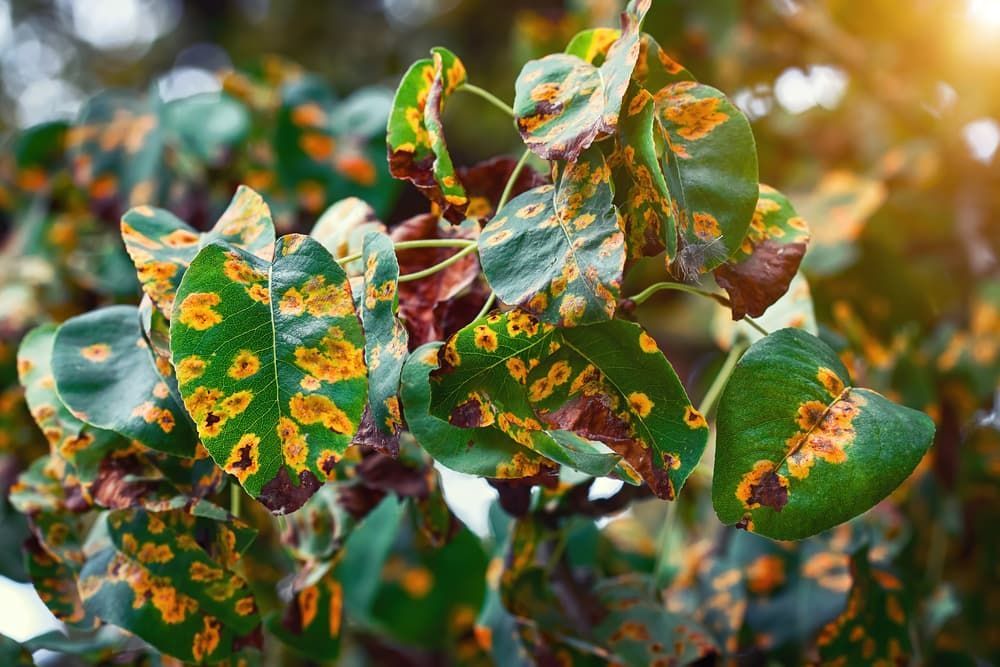 Tree Branch With Brown Spots On The Leaves - Arborist Charters Towers, QLD